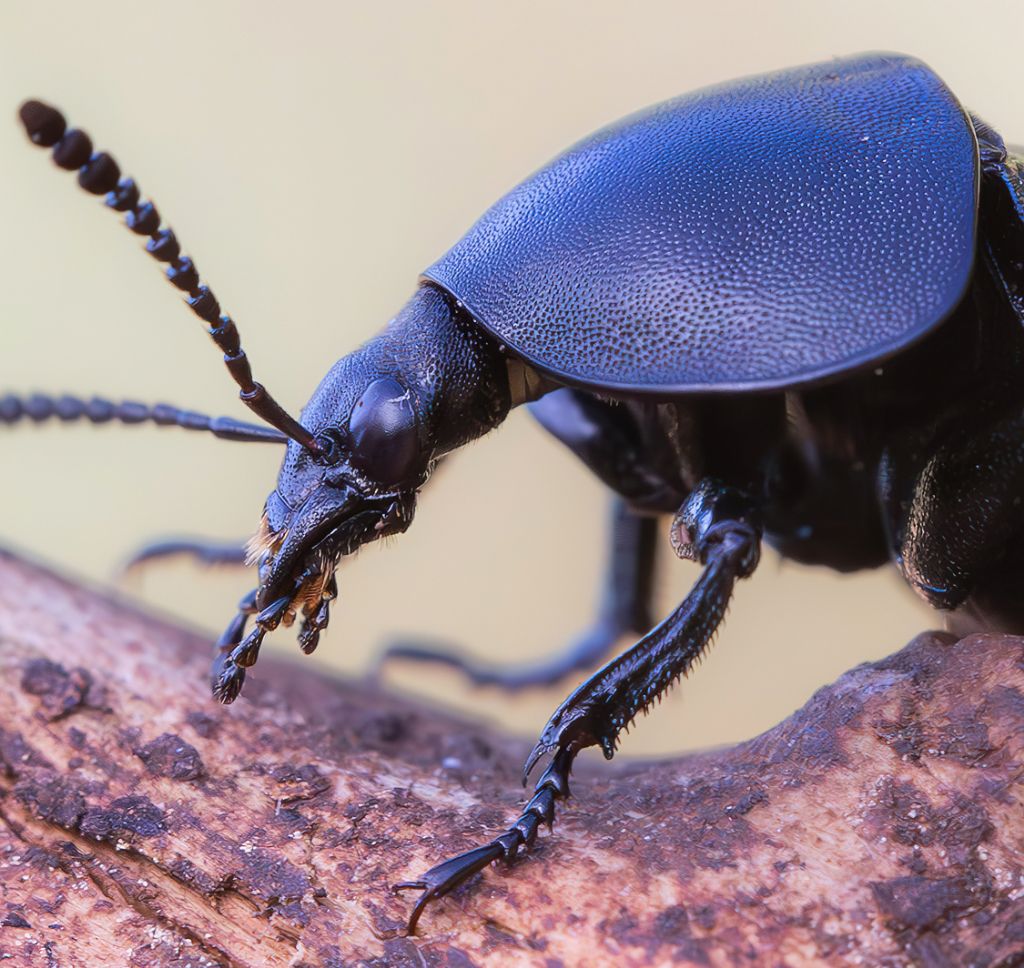 Silphidae - Ablattaria laevigata